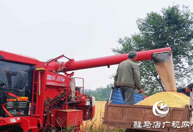驛城區(qū)：麥浪翻滾穗飄香 機(jī)聲隆隆收獲忙