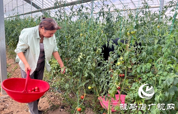 平輿縣萬(wàn)冢鎮(zhèn)閆樓村：田園采摘新風(fēng)尚 番茄飄香促振興
