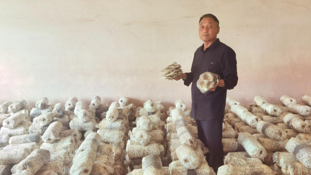全國勞動(dòng)模范高建林：以食用菌種植助力鄉(xiāng)村振興