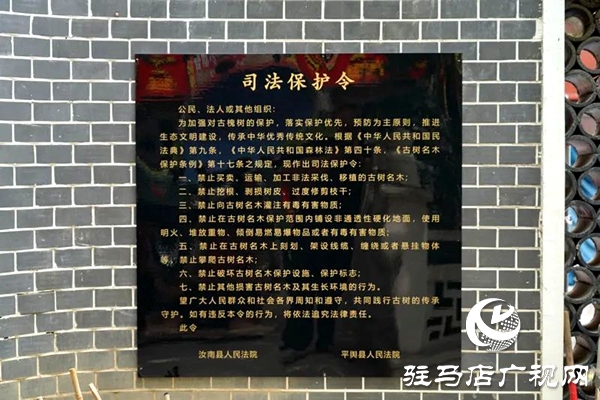 古槐樹下，“組團(tuán)”護(hù)綠——平輿縣人民法院聯(lián)合發(fā)布“司法保護(hù)令”