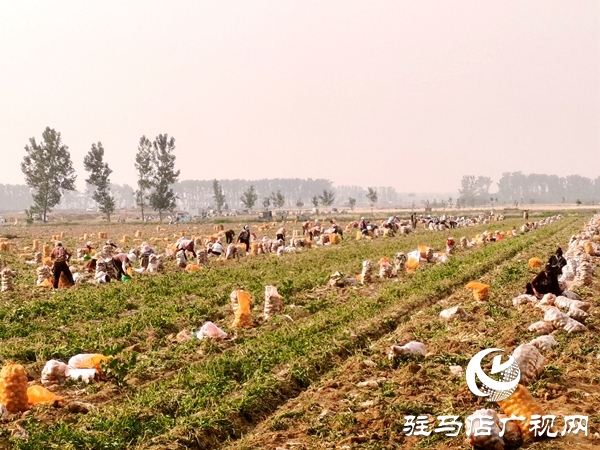  遂平縣褚堂街道：馬鈴薯喜獲豐收，助力鄉(xiāng)村振興
