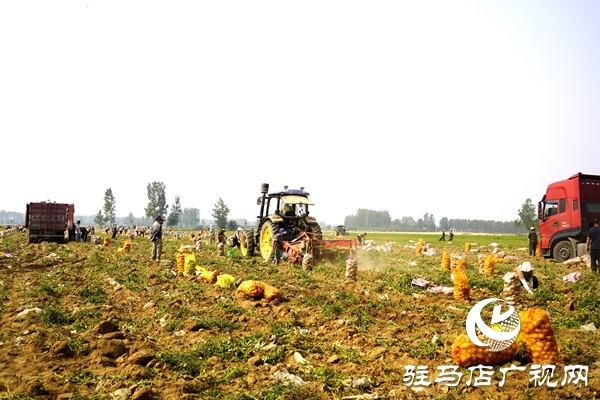  遂平縣褚堂街道：馬鈴薯喜獲豐收，助力鄉(xiāng)村振興