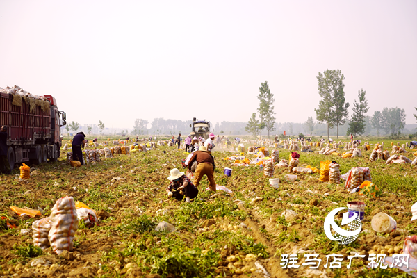  遂平縣褚堂街道：馬鈴薯喜獲豐收，助力鄉(xiāng)村振興