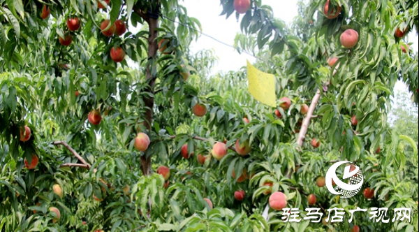 澆豆?jié){水蜜桃成熟 甜蜜財(cái)富雙豐收