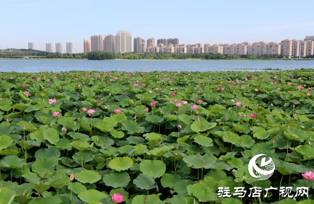 駐馬店人民公園盛夏荷韻引客來(lái)