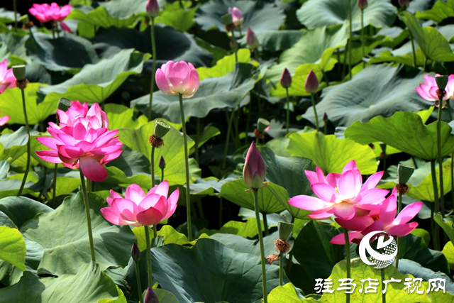 駐馬店人民公園盛夏荷韻引客來(lái)