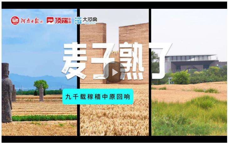 麥子熟了！九千載稼穡中原回響