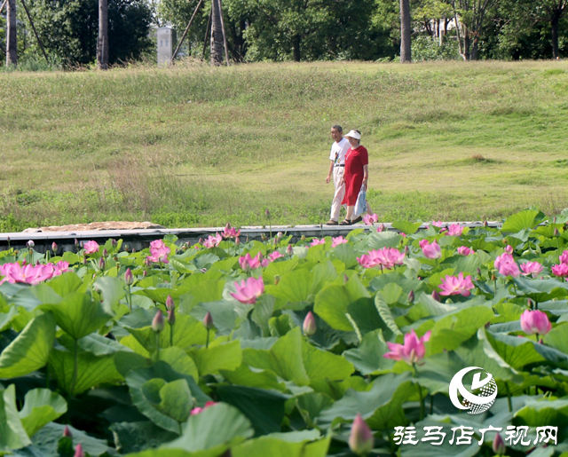 駐馬店人民公園盛夏荷韻引客來(lái)