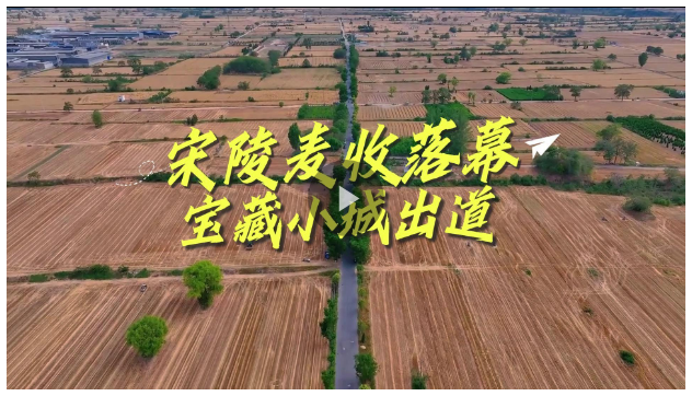 宋陵麥?zhǔn)章淠?，寶藏小城出? width=