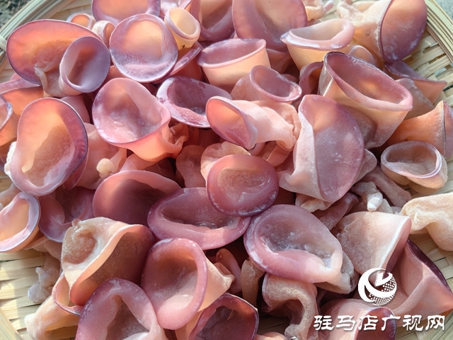 ?泌陽縣：新品桃紅木耳試種成功 助推食用菌新質生產(chǎn)力發(fā)展?