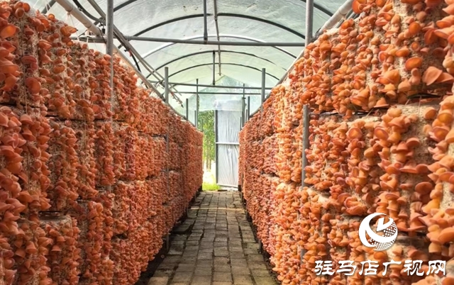 ?泌陽縣：新品桃紅木耳試種成功 助推食用菌新質生產(chǎn)力發(fā)展?