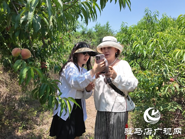  網(wǎng)絡(luò)達(dá)人齊聚泌陽(yáng)助農(nóng)賣(mài)桃 開(kāi)辟鄉(xiāng)村振興新路徑