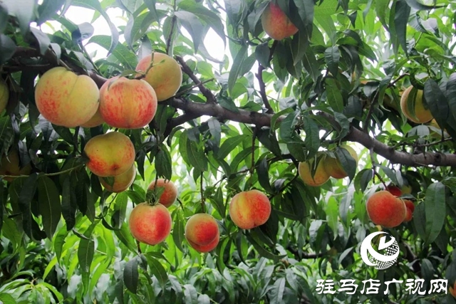泌陽(yáng)縣馬谷田鎮(zhèn)下河村：桃紅映豐年 林果助振興