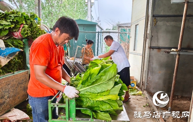 泌陽縣郭集鎮(zhèn)：黨旗飄揚映金葉 黨建賦能促增收
