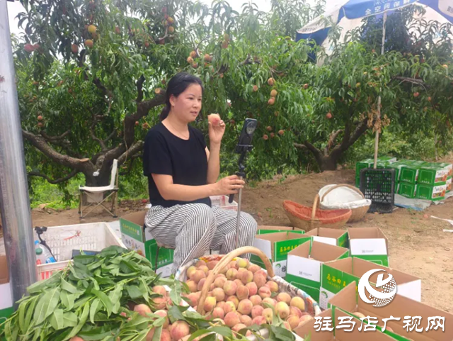 泌陽(yáng)縣：果農(nóng)變主播 電商渠道助力林果產(chǎn)品邁出去 賣的好