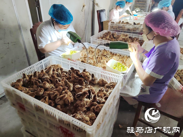 西平縣柏城街道皮莊社區(qū)：雞苗孵化“孵”出致富新路徑