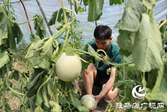 驛城區(qū)香山街道：瓜果飄香喜迎豐收季 “甜蜜經(jīng)濟(jì)”打開富民路