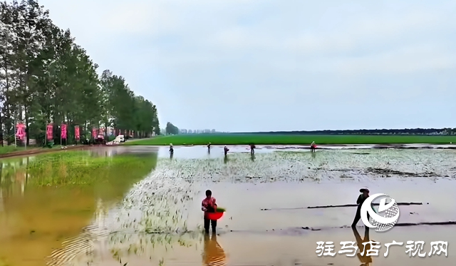 西平縣老王坡：首試水稻種植 開(kāi)辟鄉(xiāng)村振興新途徑