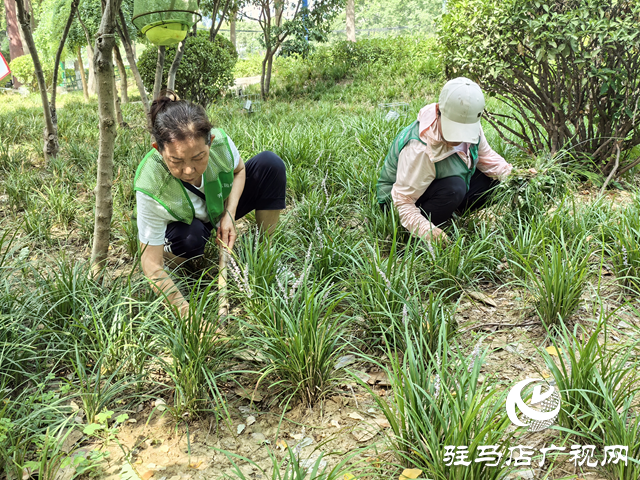 駐馬店經(jīng)濟(jì)開發(fā)區(qū)城市管理局：精細(xì)管理顯成效 清除雜草美環(huán)境