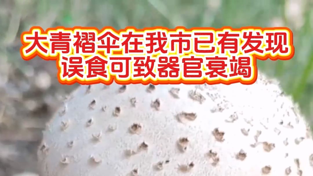 大青褶傘在我市已有發(fā)現(xiàn)，誤食可致器官衰竭