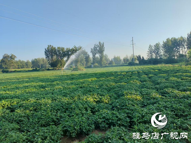 泌陽縣賒灣鎮(zhèn)：抗旱一線顯擔(dān)當(dāng) 舍魚保田為豐收