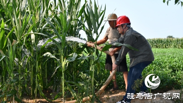 國網(wǎng)確山縣供電公司：汗水鑄就“強(qiáng)電網(wǎng)”  守護(hù)秋糧“生命線”
