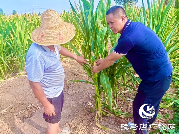平輿縣陽城鎮(zhèn)：黨群同心戰(zhàn)旱情 實干擔(dān)當(dāng)保秋收
