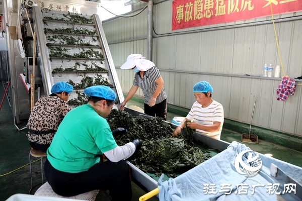 平輿縣：小芝麻葉“織”就富民大產業(yè)