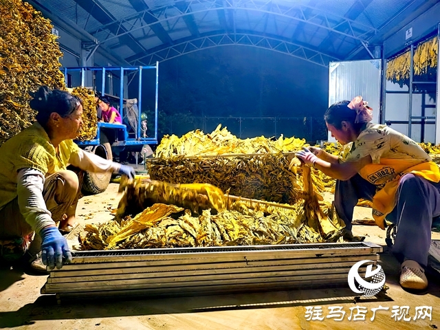 泌陽(yáng)縣郭集煙站：前移收購(gòu)關(guān)口 強(qiáng)化初分預(yù)檢促提質(zhì)增效