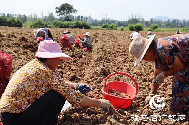 驛城區(qū)香山街道：白芷豐收結碩果 結構調整促增收