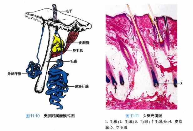 白頭發(fā)拔一根長(zhǎng)三根？到底能不能拔？終于弄清楚了