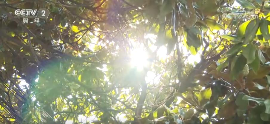 警惕“秋老虎”！晝夜溫差大 心腦血管疾病患者需防范