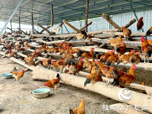 平輿自然農(nóng)農(nóng)業(yè)發(fā)展公司：堅(jiān)守原生態(tài)初心以中草藥喂養(yǎng)詮釋健康本味