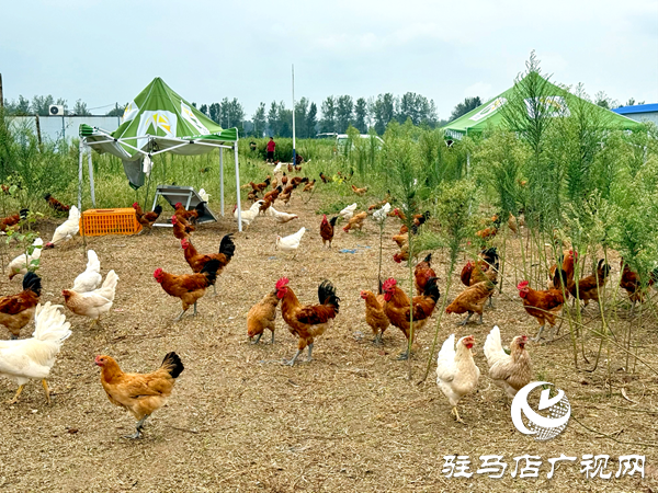 平輿自然農(nóng)農(nóng)業(yè)發(fā)展公司：堅(jiān)守原生態(tài)初心以中草藥喂養(yǎng)詮釋健康本味
